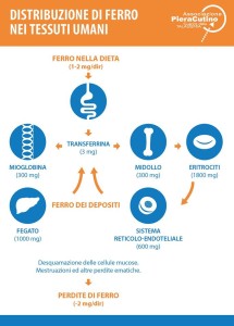 dostribuzione di ferro nei tessuti umani